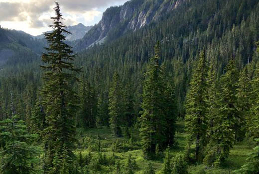 GreenPower – does not “kill” trees, but saves them